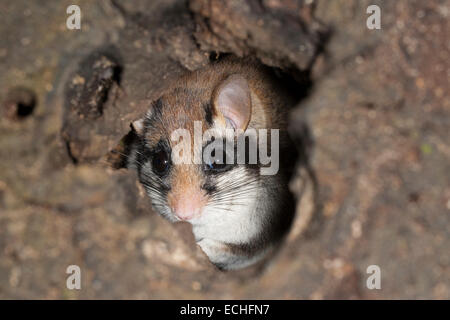 Loir jardin, jardin-loir, tree-grotte, grotte, Gartenschläfer Garten-Schläfer Baumhöhle,,, Nid, Eliomys quercinus, Lérot Banque D'Images