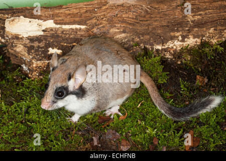 Loir jardin, jardin-Gartenschläfer Garten-Schläfer, loir, Lérot, Eliomys quercinus, Banque D'Images