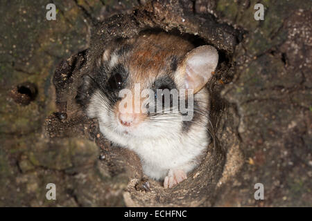 Loir jardin, jardin-loir, tree-grotte, grotte, Gartenschläfer Garten-Schläfer Baumhöhle,,, Nid, Eliomys quercinus, Lérot Banque D'Images