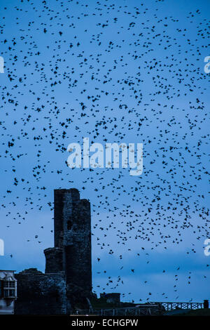 Pays de Galles Aberystwyth UK, Lundi 15 Décembre 2014 Un murmuration d'étourneaux survolant la tour en ruine de château d'Aberystwyth avant de se percher pour la nuit sur les jambes de la station pier au crépuscule. Bien qu'encore nombreux, l'Aberystwyth murmuration est beaucoup plus petit qu'il y a trois ans, et à travers le Royaume-Uni les oiseaux sont sur la RSPB's 'liste' de crédit espèces menacées : Keith morris/Alamy Live News Banque D'Images