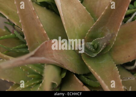 Aloe vera Banque D'Images