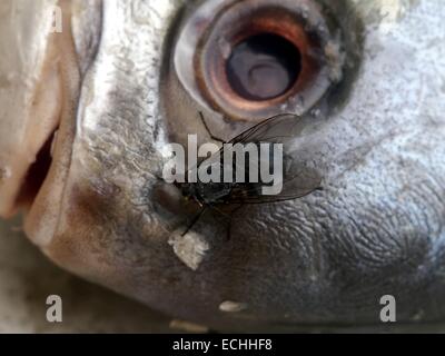 Fly sur la tête de poisson mort Banque D'Images