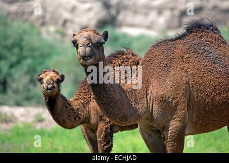 Le dromadaire / chameau d'Arabie (Camelus dromedarius), femelle et son veau dans le désert de Karakoum, le Turkménistan Banque D'Images