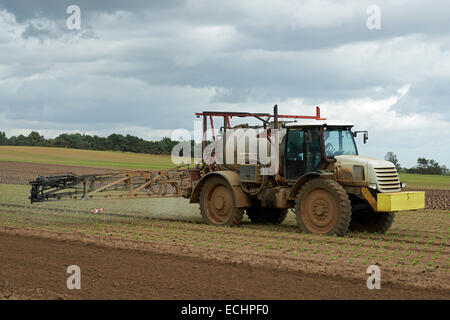 Les laitues étant pulvérisée avec des pesticides Banque D'Images