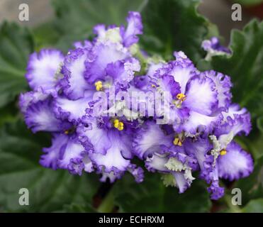 Les fleurs de violette et de feuilles vert Banque D'Images