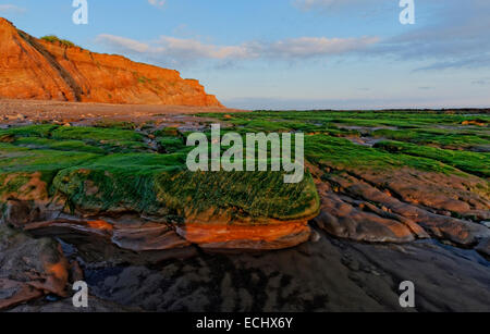 Algues vertes à marée basse éclairée par le soleil à la fin d'après-midi vers l'est à Compton Bay, île de Wight Banque D'Images