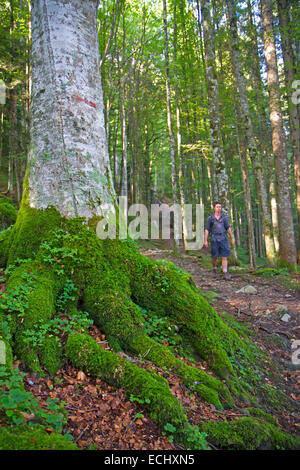 La randonnée sur un sentier forestier au-dessus de Engelberg Banque D'Images