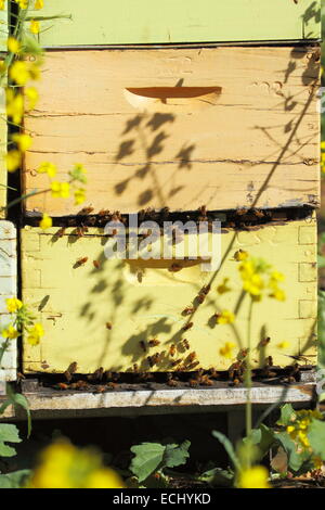 Les abeilles adultes se rassemblent à une ruche fort parmi un champ de canola près de New Norcia, en Australie occidentale. Banque D'Images