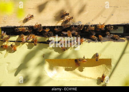 Les abeilles adultes se rassemblent à une ruche fort parmi un champ de canola près de New Norcia, en Australie occidentale. Banque D'Images