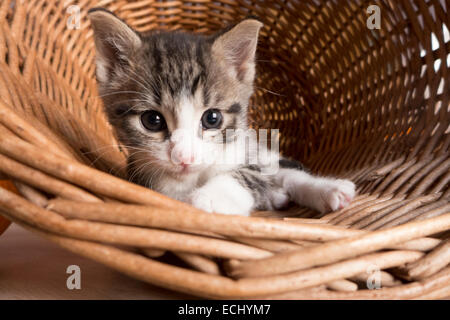 Tigre gris tabby kitten dans le panier en osier. Banque D'Images