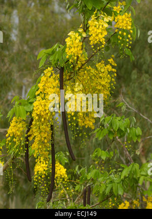 Long racèmes de fleurs jaunes, de longues gousses et feuilles vertes de Cassia fistula, Uro arbre, emblème floral de la Thaïlande Banque D'Images
