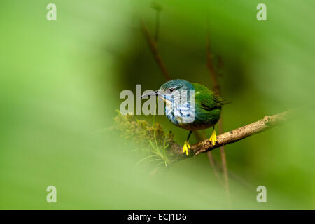 Shining Honeycreeper (femelle) - Boca Tapada, San Carlos, Costa Rica Banque D'Images