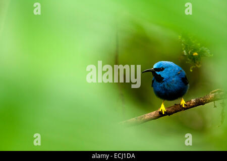 Shining Honeycreeper (mâle) - Boca Tapada, San Carlos, Costa Rica Banque D'Images