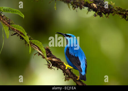 Shining Honeycreeper (mâle) - Boca Tapada, San Carlos, Costa Rica Banque D'Images