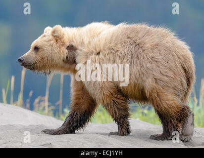 Ours brun femelle promenades sur la plage au Lac Clark National Park Banque D'Images