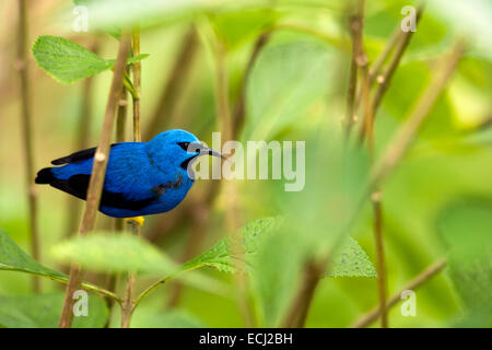 Shining Honeycreeper (mâle) - Boca Tapada, San Carlos, Costa Rica Banque D'Images