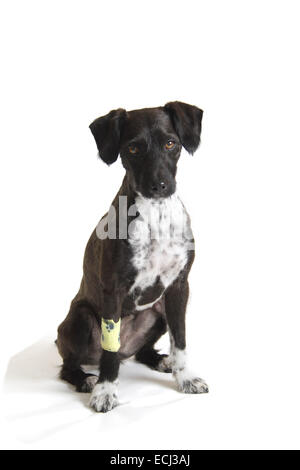 Jack Russell caniche miniature cross, rasé, sur un fond blanc préparé pour la découpe de jambe bandée après la chirurgie. Banque D'Images