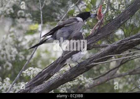 Butcherbird Grey, cracticus torquatus sur une branche avec carrion Banque D'Images