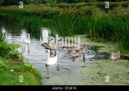 Une famille de cygnes et leurs 10 cygnets sur le Grand Canal, l'ouest du Devon près de Lowdwells Banque D'Images