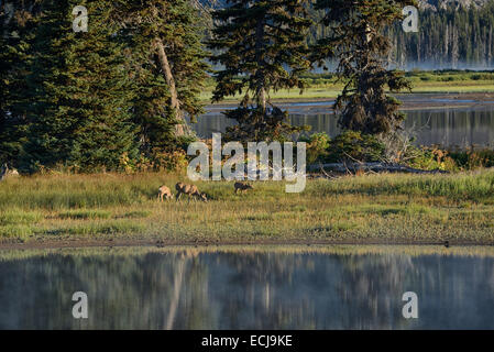 Le Cerf mulet, le matin au lever du soleil Lac Sparks,près de ville de Bend,central Oregon, É. Banque D'Images