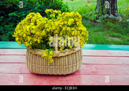 Songe d'une fraîche millepertuis fleurs herbes médicales dans le panier sur la table en bois Banque D'Images