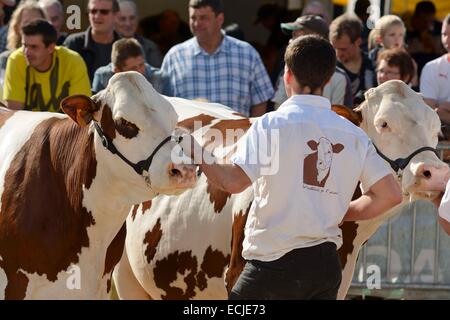 France, Doubs, Malans, comice agricole du canton d'Amancey, vaches vaches montbéliardes exclusivement, présentation au jury Banque D'Images