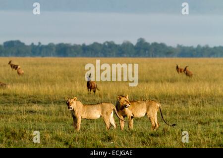 Au Kenya, la réserve Masai-Mara, lion (Panthera leo), les immatures en face de certaines topis Banque D'Images