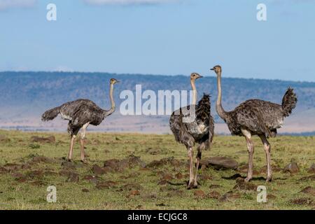 Kenya, Masai-Mara Game Reserve, l'autruche (Struthio camelus), les femmes Banque D'Images