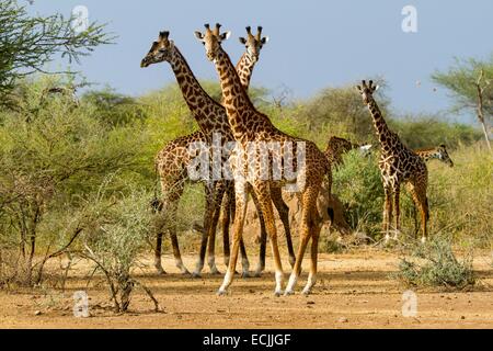 Le lac Magadi, Kenya, Masai Girafe (Giraffa camelopardalis), groupe se nourrissant de certains arbres d'acacia Banque D'Images