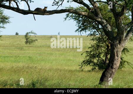 La Tanzanie, le parc national du Serengeti, le léopard (Panthera pardus) Banque D'Images