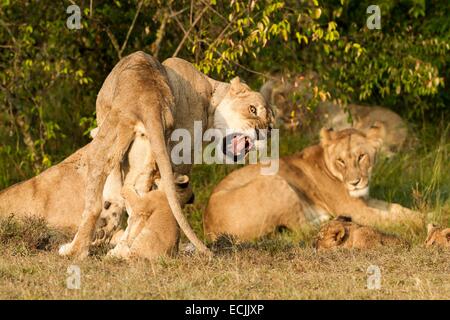 Au Kenya, la réserve Masai-Mara, lion (Panthera leo), une lionne agressive contre un cub qui veut téter Banque D'Images