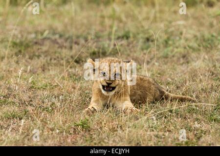Au Kenya, la réserve Masai-Mara, lion (Panthera leo), un cub Banque D'Images