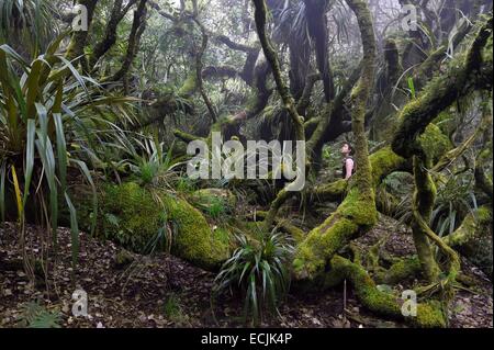 La France, l'île de la Réunion (département français d'outre-mer), le Parc National de La Reunion (Reunion National Park), classée au Patrimoine Mondial de l'UNESCO, le tampon, forêt de Notre Dame de la paix le long de la Rivière des Remparts, sur les pentes du Piton de la Fournaise Banque D'Images