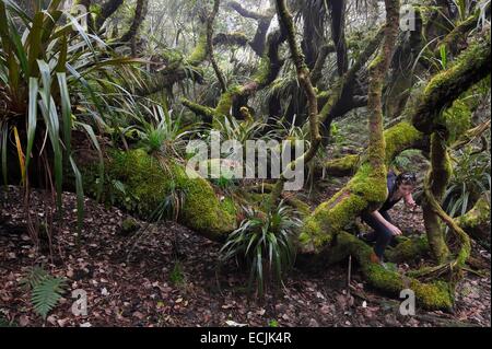La France, l'île de la Réunion (département français d'outre-mer), le Parc National de La Reunion (Reunion National Park), classée au Patrimoine Mondial de l'UNESCO, le tampon, forêt de Notre Dame de la paix le long de la Rivière des Remparts, sur les pentes du Piton de la Fournaise Banque D'Images