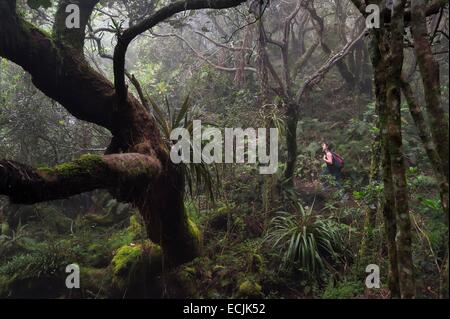 La France, l'île de la Réunion (département français d'outre-mer), le Parc National de La Reunion (Reunion National Park), classée au Patrimoine Mondial de l'UNESCO, le tampon, forêt de Notre Dame de la paix le long de la Rivière des Remparts, sur les pentes du Piton de la Fournaise Banque D'Images