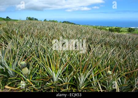 La France, l'île de la Réunion (département français d'outre-mer), le tampon, plantation d'Ananas Victoria Banque D'Images