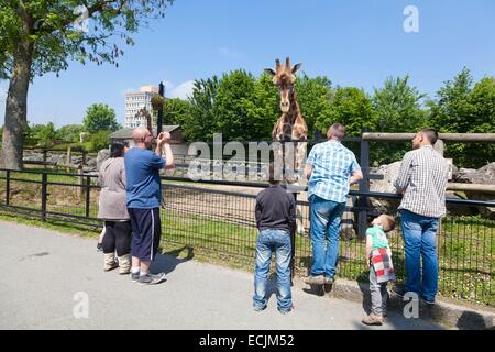 France, Nord, Maubeuge, Maubeuge zoo, les visiteurs regardant une girafe Rothschild Banque D'Images