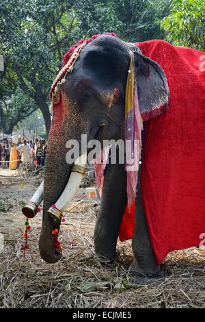 L'Inde, le Bihar, région de Patna, Sonepur, juste de l'élevage l'éléphant bazar Banque D'Images