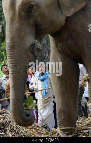 L'Inde, le Bihar, région de Patna, Sonepur, juste de l'élevage l'éléphant bazar Banque D'Images