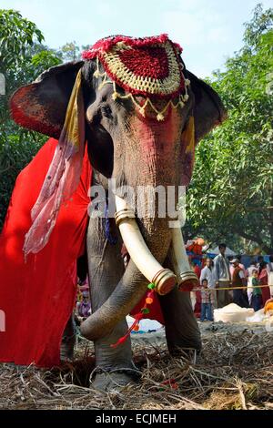 L'Inde, le Bihar, région de Patna, Sonepur, juste de l'élevage l'éléphant bazar Banque D'Images