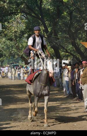 L'Inde, le Bihar, région de Patna, Sonepur, course de chevaux élevage juste Banque D'Images