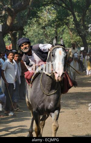 L'Inde, le Bihar, région de Patna, Sonepur, course de chevaux élevage juste Banque D'Images