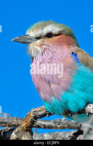 Lilac-breasted Roller (Coracias caudatus), perché sur une branche, Etosha National Park, Namibie, Afrique Banque D'Images