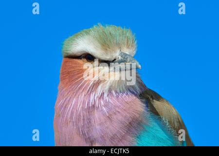 Lilac-breasted Roller (Coracias caudatus), Etosha National Park, Namibie, Afrique Banque D'Images