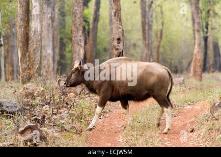 L'Inde, l'état de Madhya Pradesh, Pench parc national, gaur (Bos gaurus), homme Banque D'Images