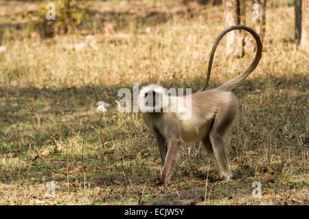 L'Inde, l'état de Madhya Pradesh, Pench parc national des plaines du nord, gray langur (Semnopithecus animaux singe), homme Banque D'Images