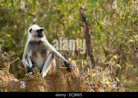 L'Inde, l'État du Maharashtra, le parc national de Tadoba, plaines du nord gray langur (Semnopithecus animaux singe), homme sur une termitière hill Banque D'Images