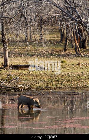 L'Inde, Rajasthan, le parc national de Ranthambore, sanglier (Sus scrofa), de boire Banque D'Images