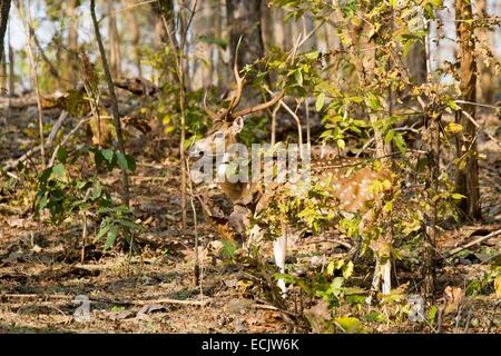 L'Inde, l'état de Madhya Pradesh, Pench parc national, chital (Axis axis), homme Banque D'Images