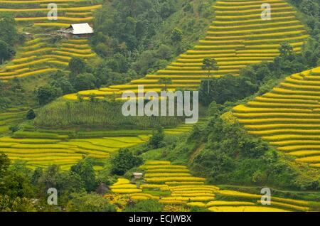 Ha Giang, Vietnam Ha Giang, province, un outil maison de riz en terrasse. Banque D'Images